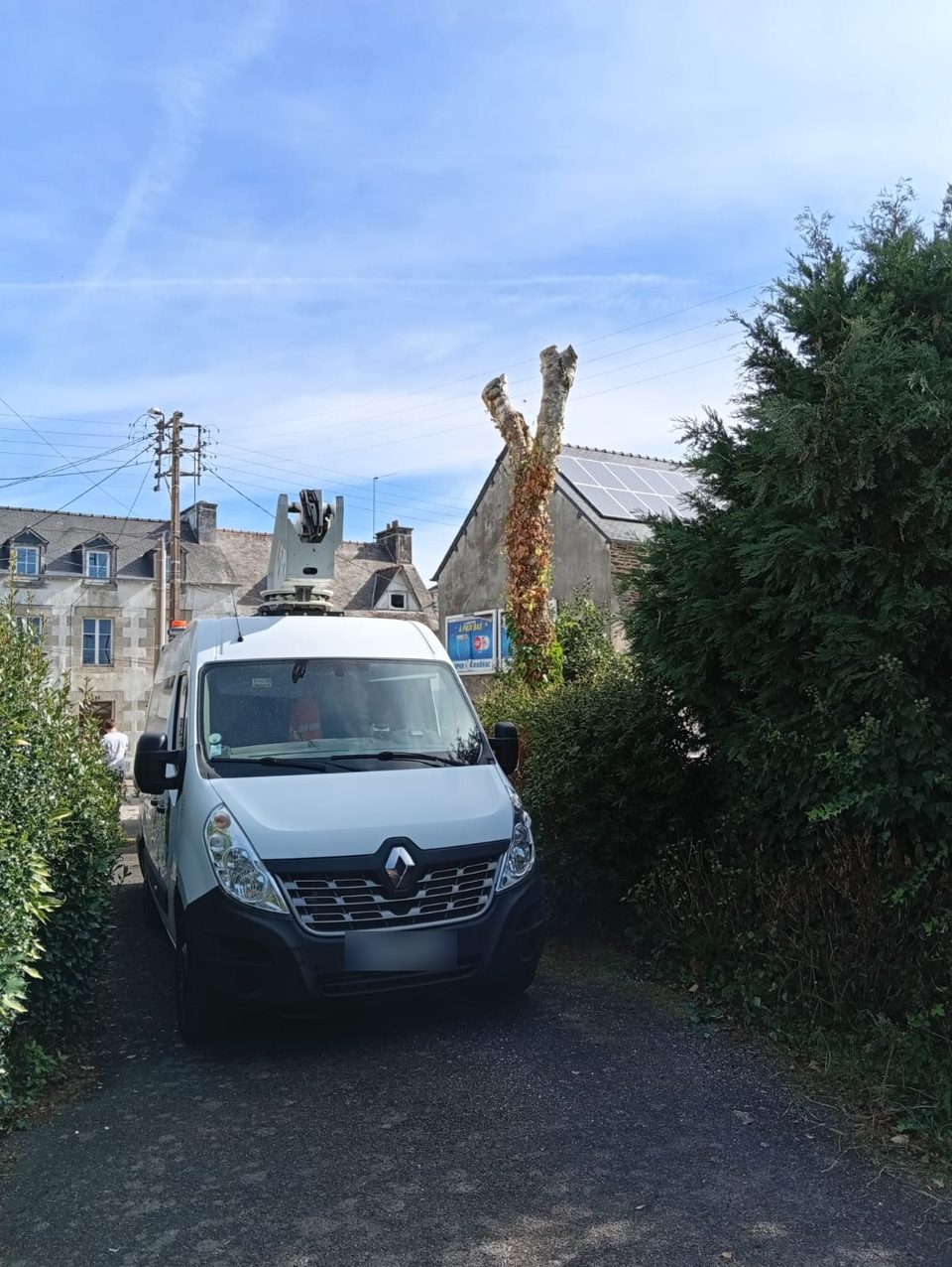 Après : la couronne du bouleau démontée