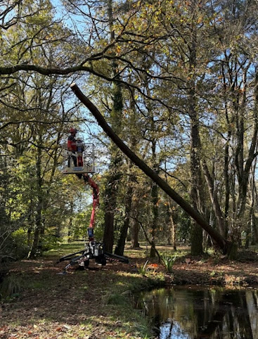 Démontage d'un arbre penché en nacelle – chantier de MJ Élagage Abattage dans le Morbihan