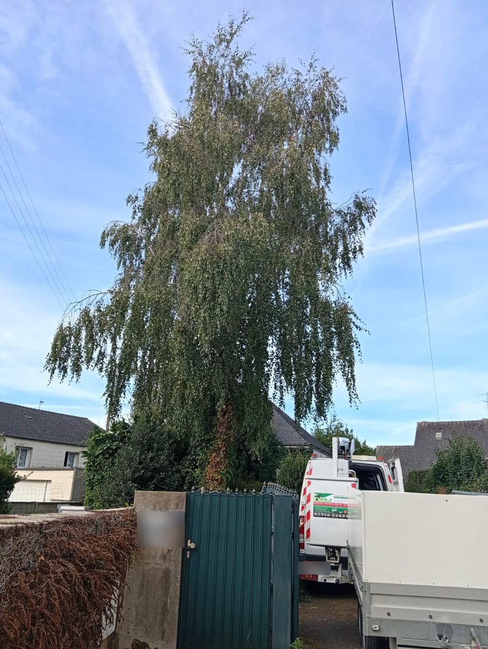 Bouleau près des lignes – chantier de MJ Élagage Abattage dans le Morbihan