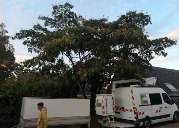 Intervention sur un grand arbre – chantier de MJ Élagage Abattage dans le Morbihan